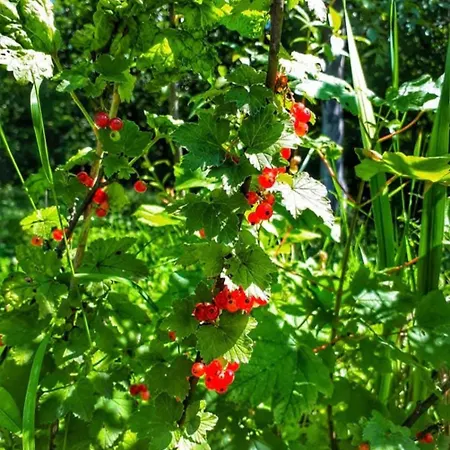 Dream Weekend House *